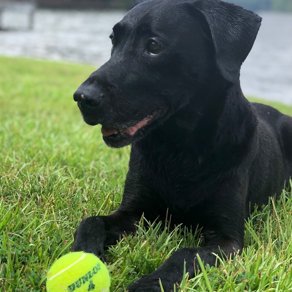 Meet your Posher, Hollis